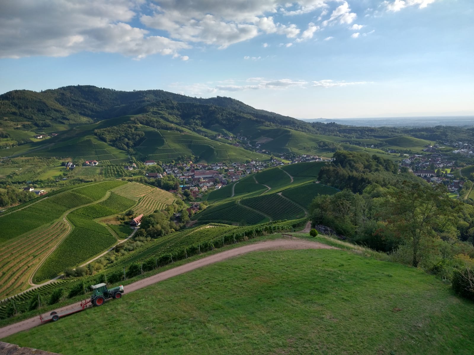 Weinbau in Durbach